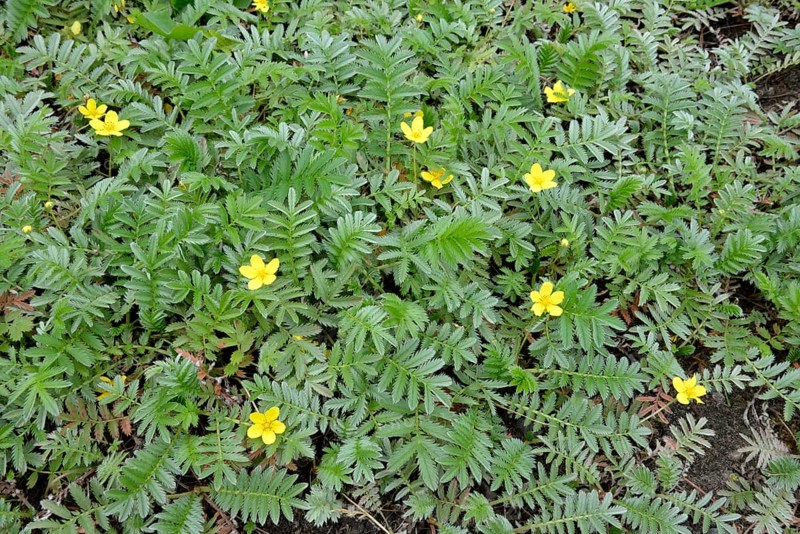 Silverweed