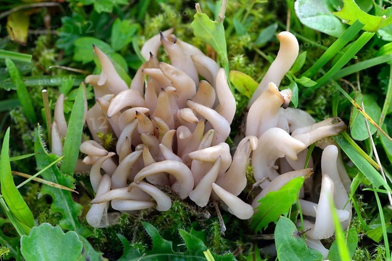 Clavaria fumosa