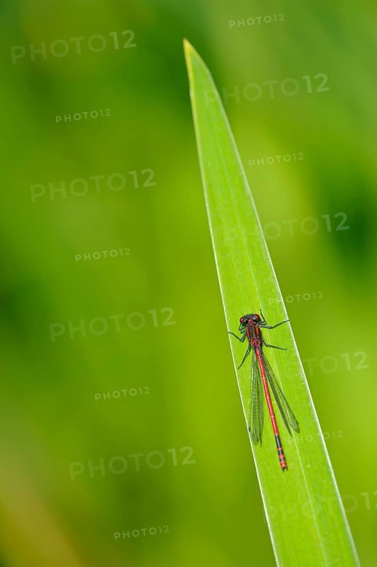 Early Adonis damselfly
