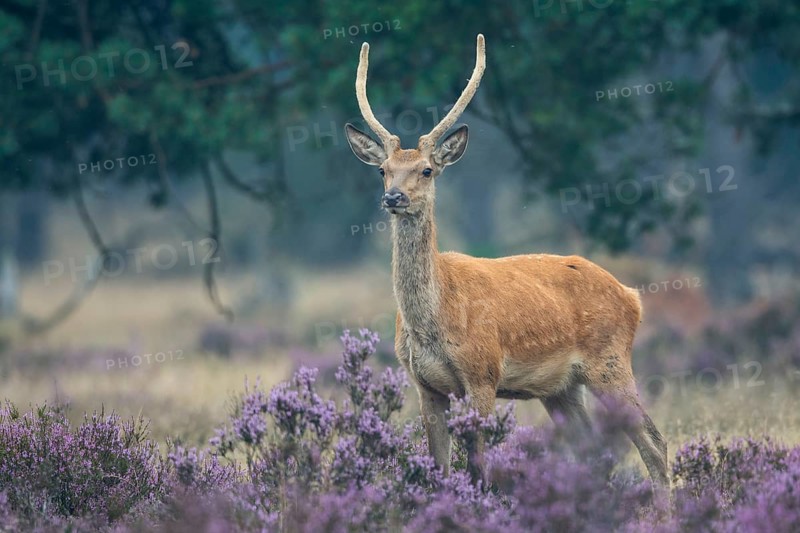 Red deer