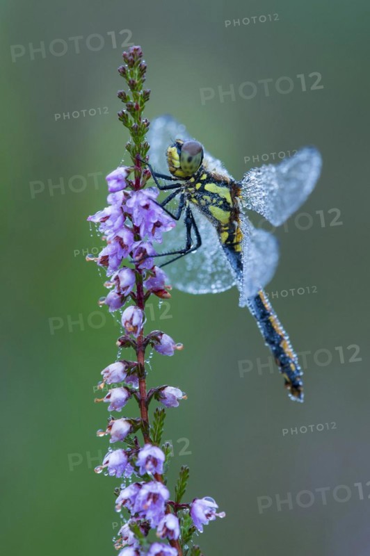 Black Darter