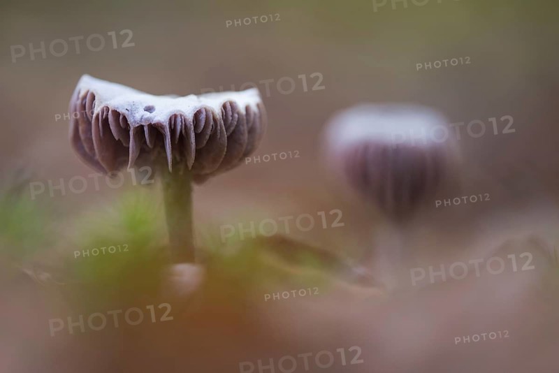 Laccaria amethystina