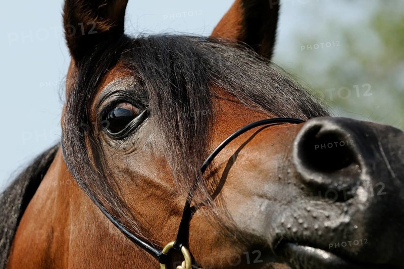 Arabian thoroughbred