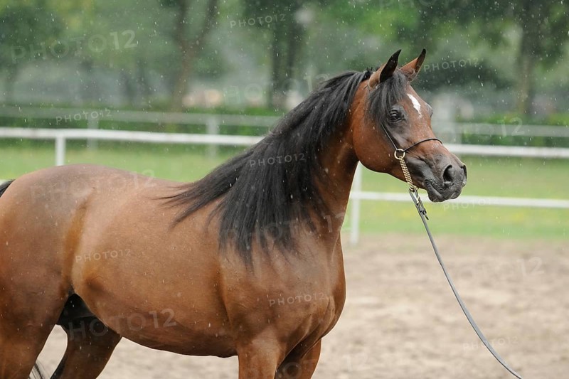 Arabian thoroughbred