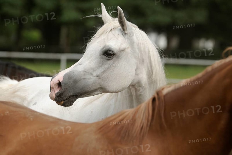Arabian thoroughbred