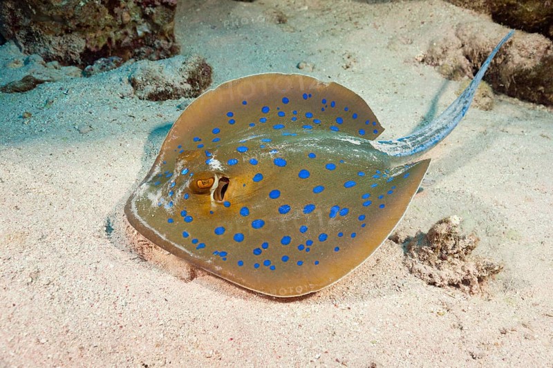 Bluespotted ribbontail ray