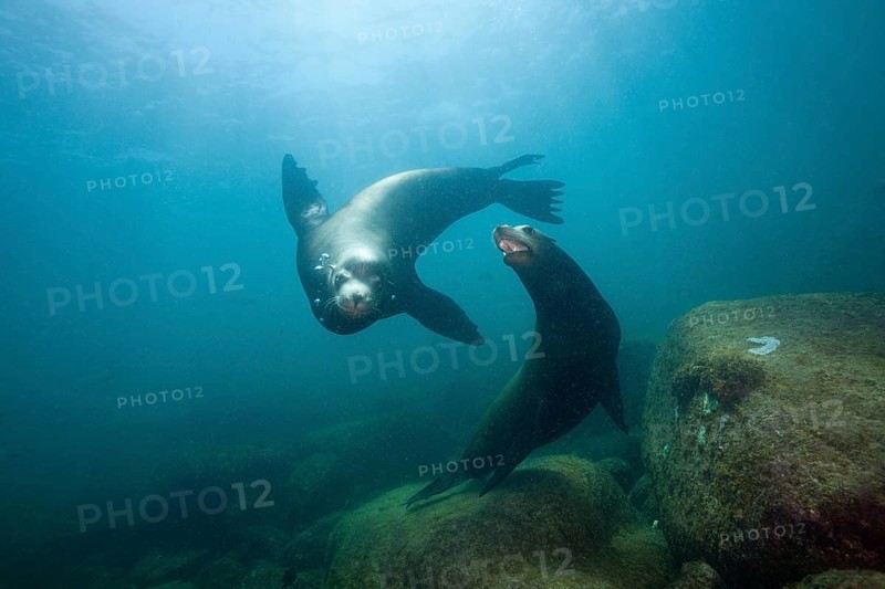 California sea lions