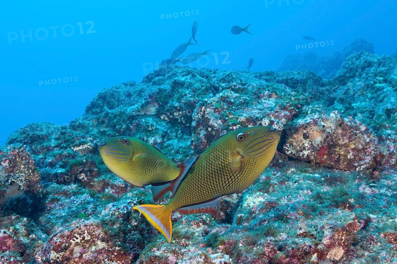 Deep-sea triggerfish