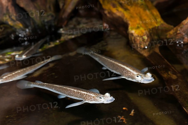 Four-eyed fish