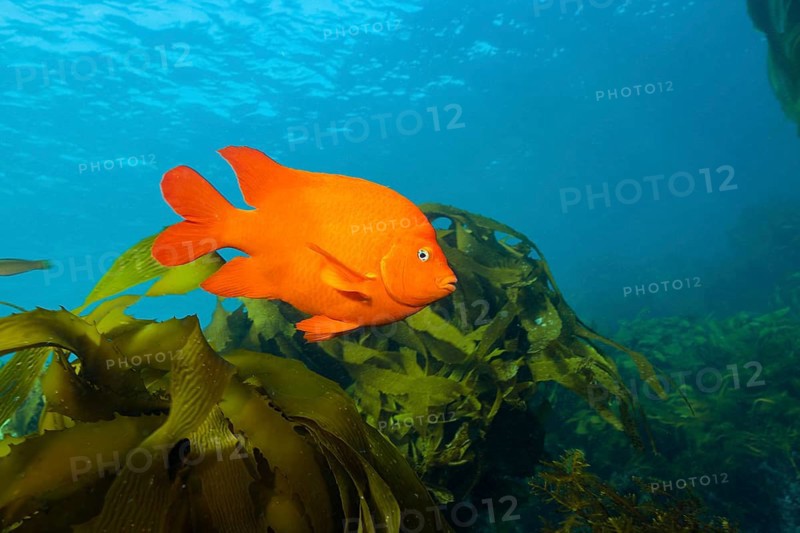 Garibaldi