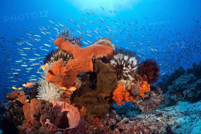 Various sponges on the reef
