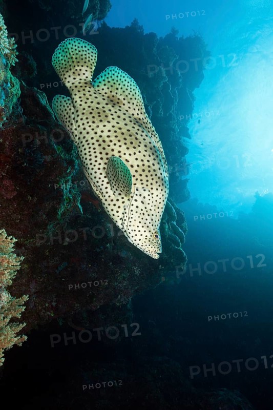 Barramundi Cod
