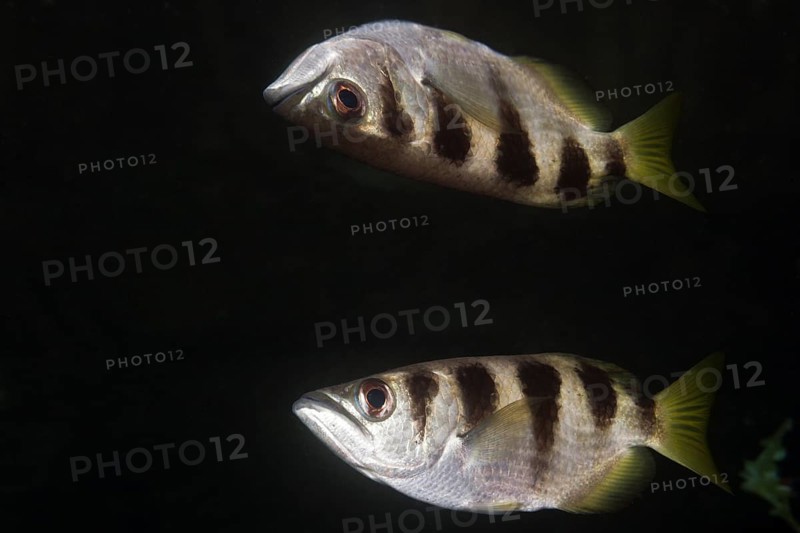 Striped archerfish