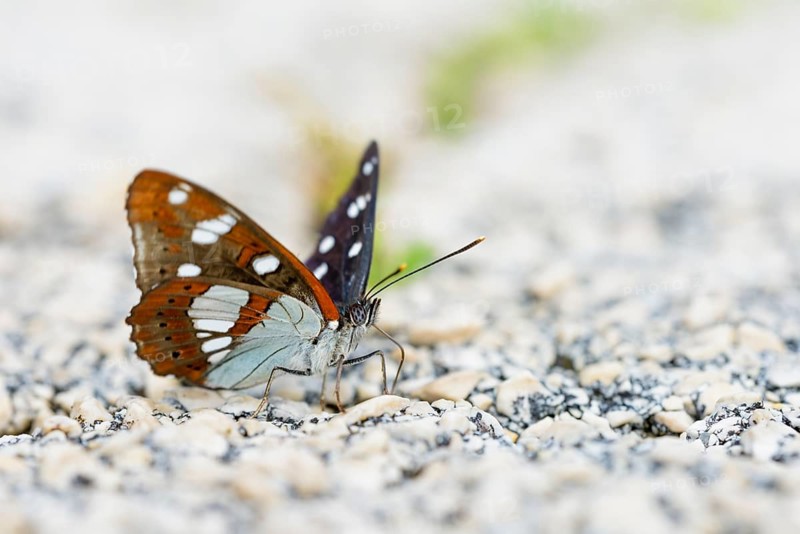 Southern white admiral