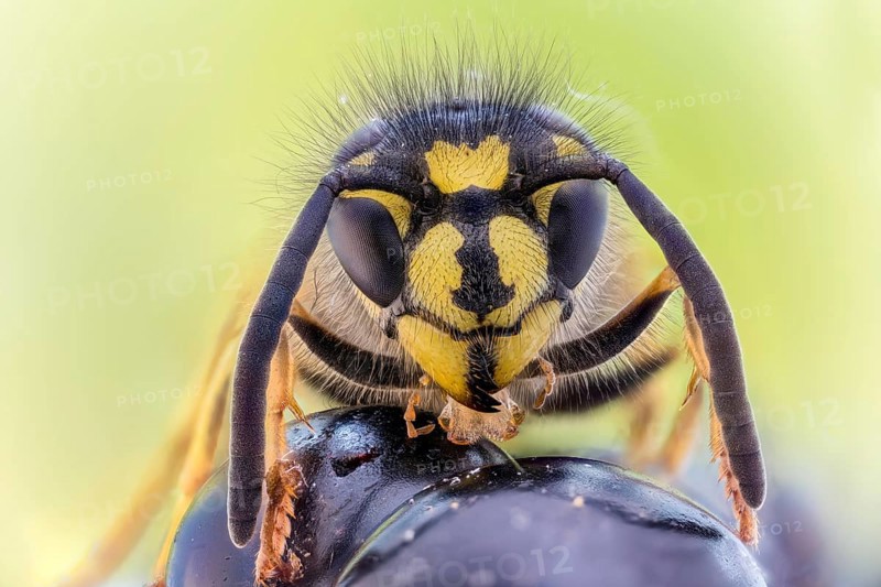 Common wasp