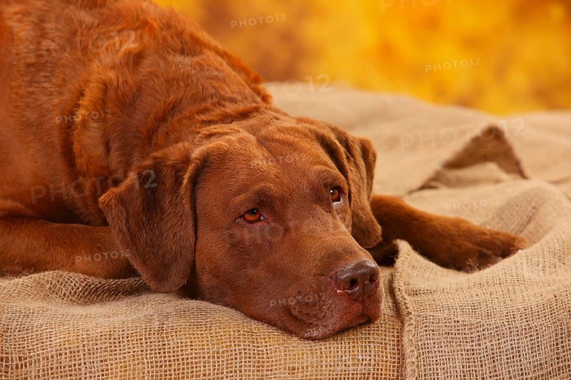 Chesapeake Bay Retriever