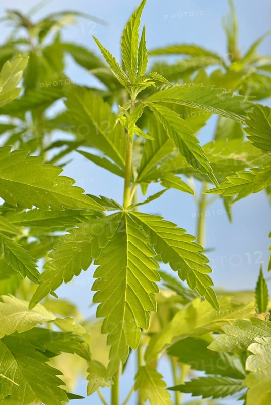 Ordinary hemp
