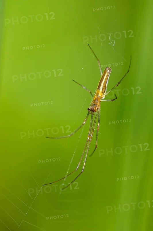 Common streamer spider