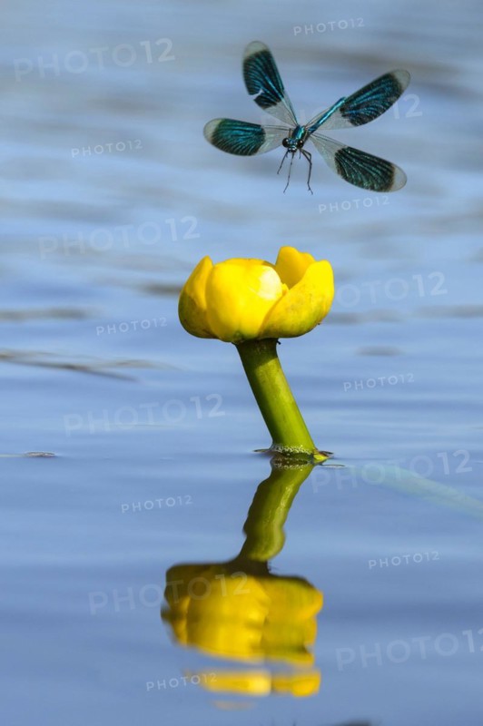 Banded demoiselles