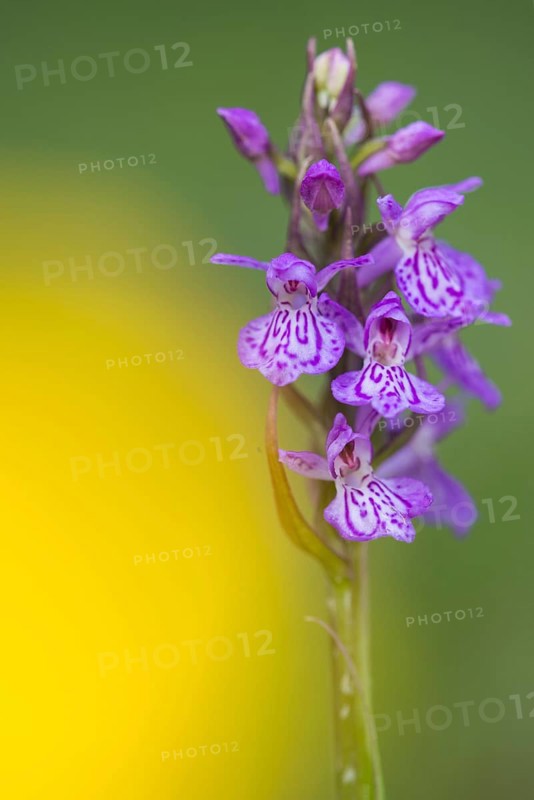 Southern marsh orchid