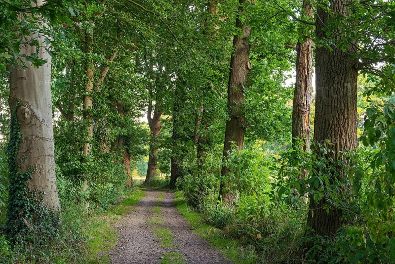 Allee
