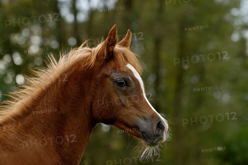 Arabian thoroughbred