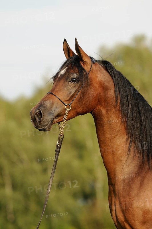 Arabian thoroughbred