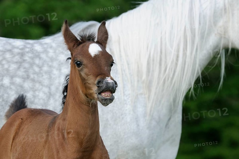 Arabian thoroughbred