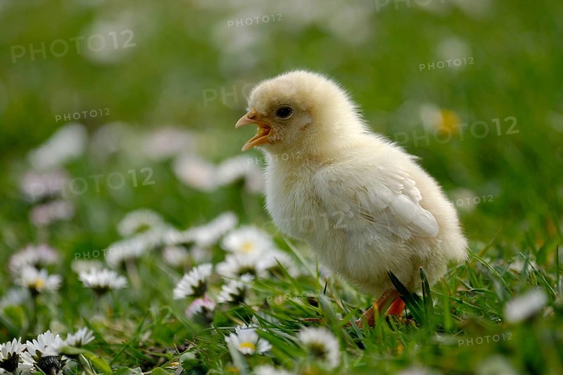 Domestic Chicken
