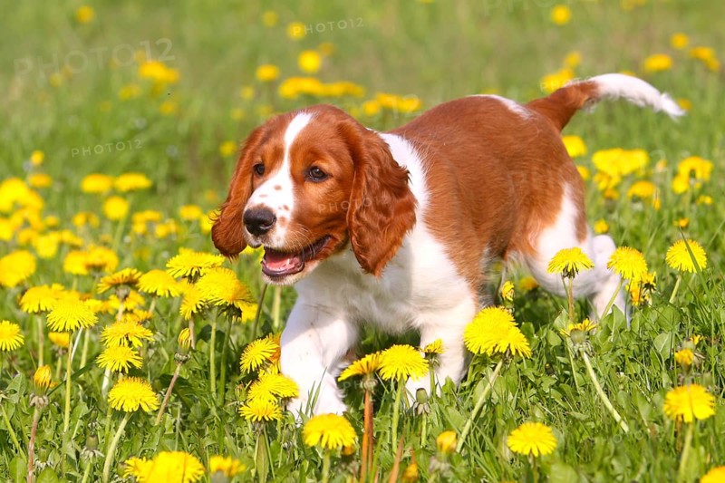 Welsh Springer Spaniel