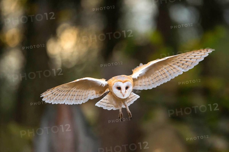 Common barn owl