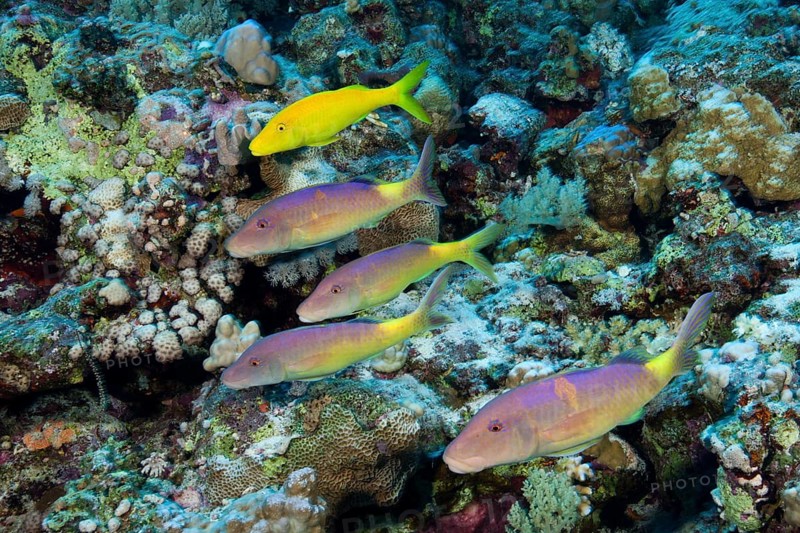 Shoal of Goldspotted Goatfish