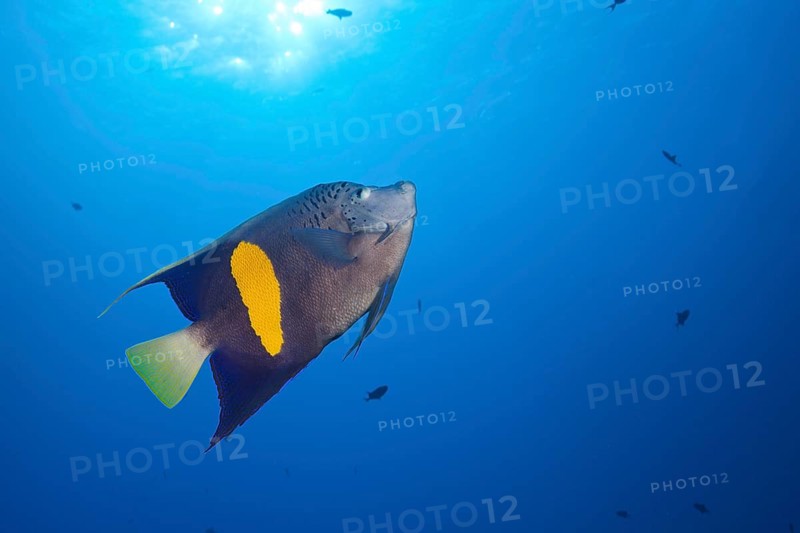 Yellowbar Angelfish