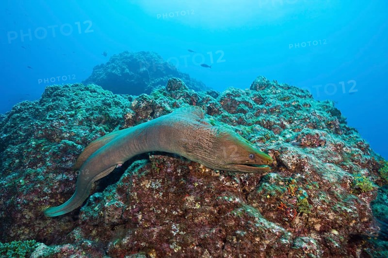 Panamic Green Moray Eel
