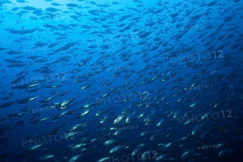 Shoal of Pacific bonito