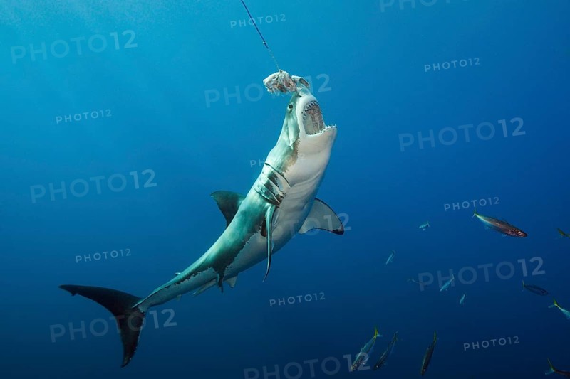Great white shark