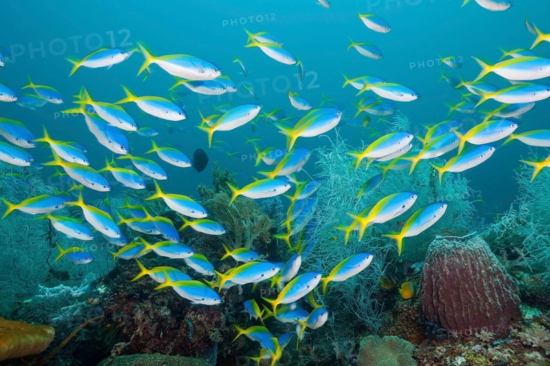 Shoal of yellow-backed fusiliers