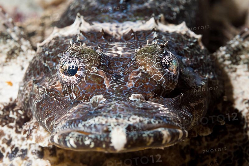 Beaufort's crocodile fish