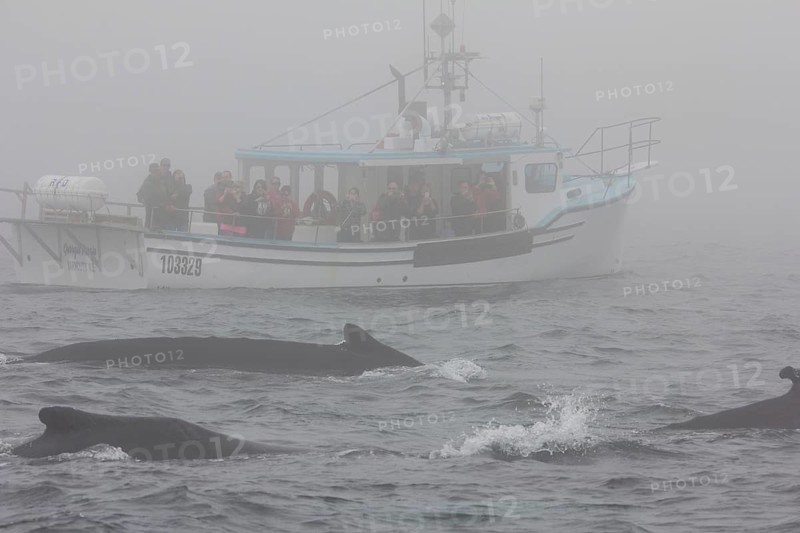 Humpback whale