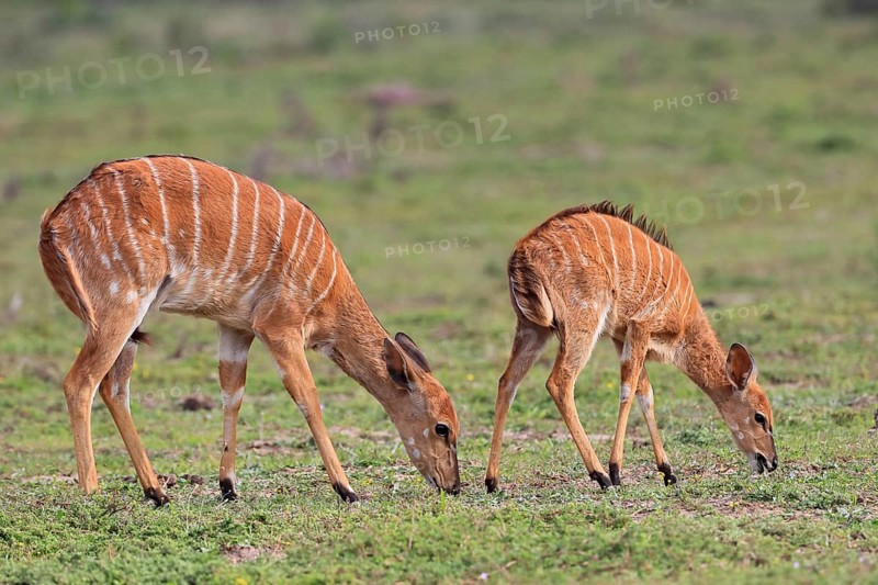 Lowland nyala