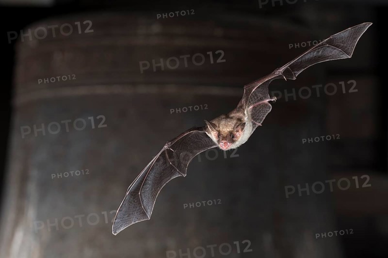 Greater mouse-eared bat