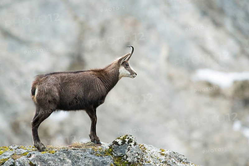 Chamois