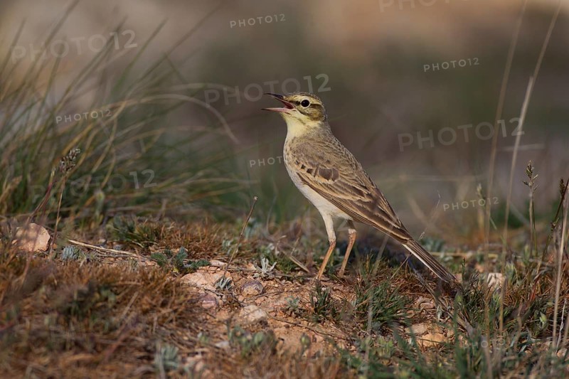 Tawny Pipit