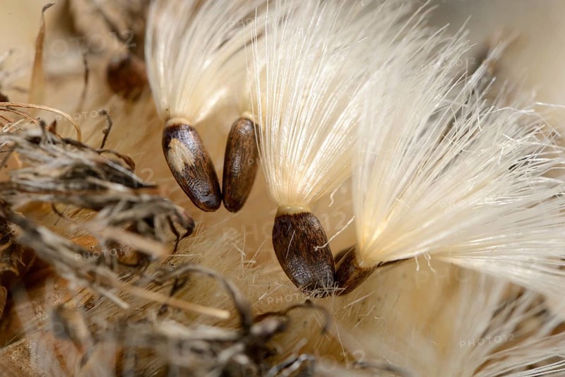 Carduus marianus