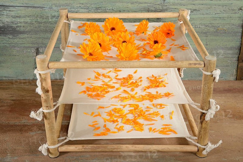 Marigold