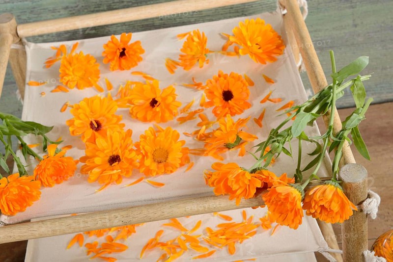 Marigold