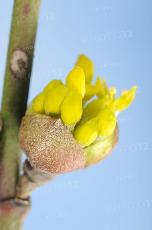 Cornelian cherry