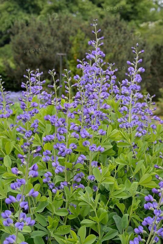 Blue wild indigo