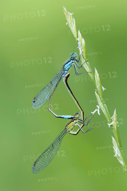 Blue-tailed damselfly