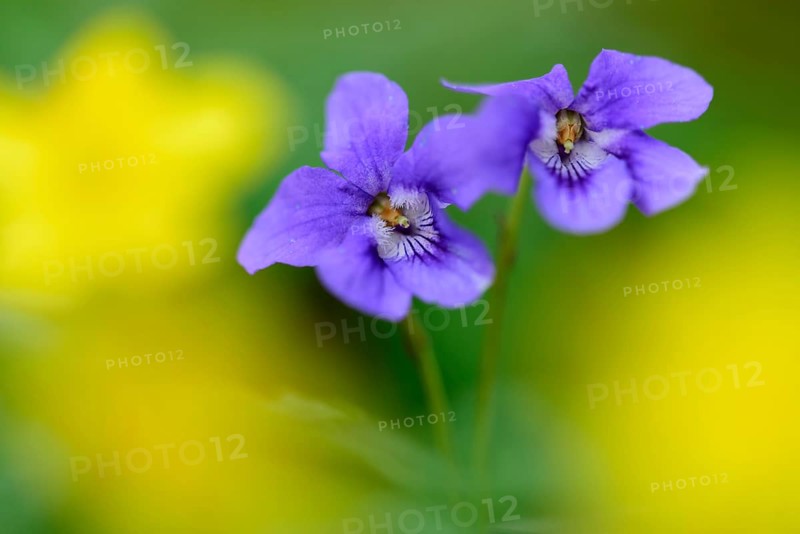 Wood Violet